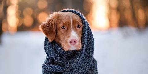 Pets in Winter: Cold Weather Woes Nova Scotia Duck Tolling Retriever Dog wearing a scarf outdoors in the winter.