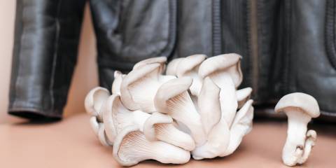 A troop of  white mushrooms with a mycelium leather jacket in the background.