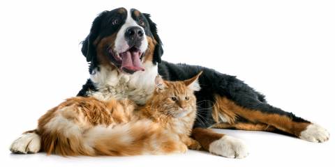 a cat and dog with great fur cuddling up