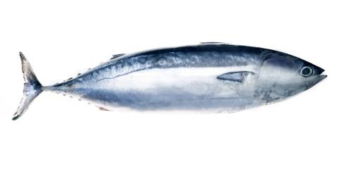 Tuna fish. 