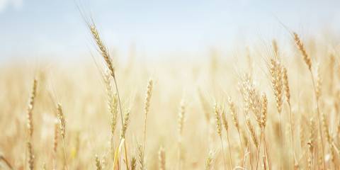 wheat field