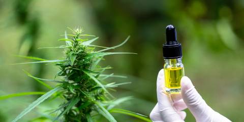 a botanist holding a vial of CBD in front of a hemp plant