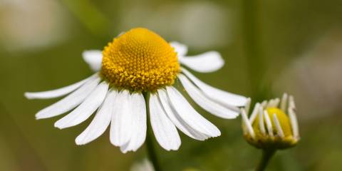 Benefits of Chamomile German chamomile growing in the wild