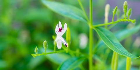 Herbs for Anxiety and Immunity A flower on a King of Bitters plant, Andrographis paniculata