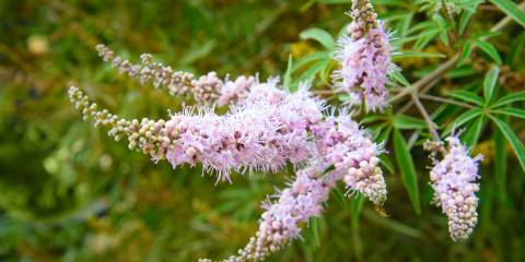 Vitex for Women's Health a flowering Vitex plant