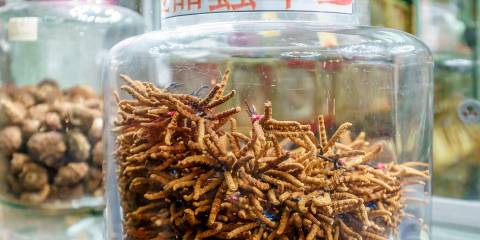 Four Fungi Heavyweights dried cordyceps and shiitake mushrooms in glass jars