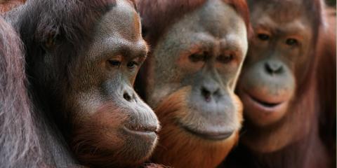 Apes