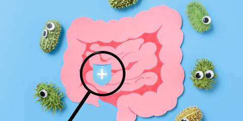 a cartoon illustration of healthy bacteria and intestines