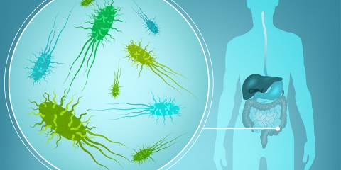 A diagram of healthy intestinal flora