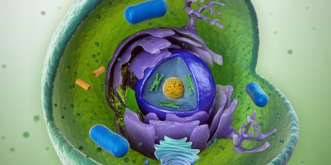 a cutaway diagram of the inside of a living cell
