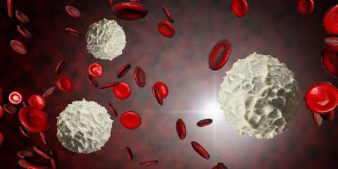 white blood cells in the bloodstream