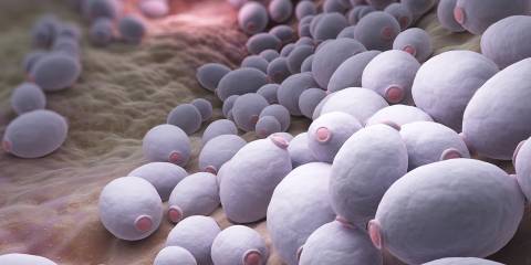 an illustration of candida albicans in the body