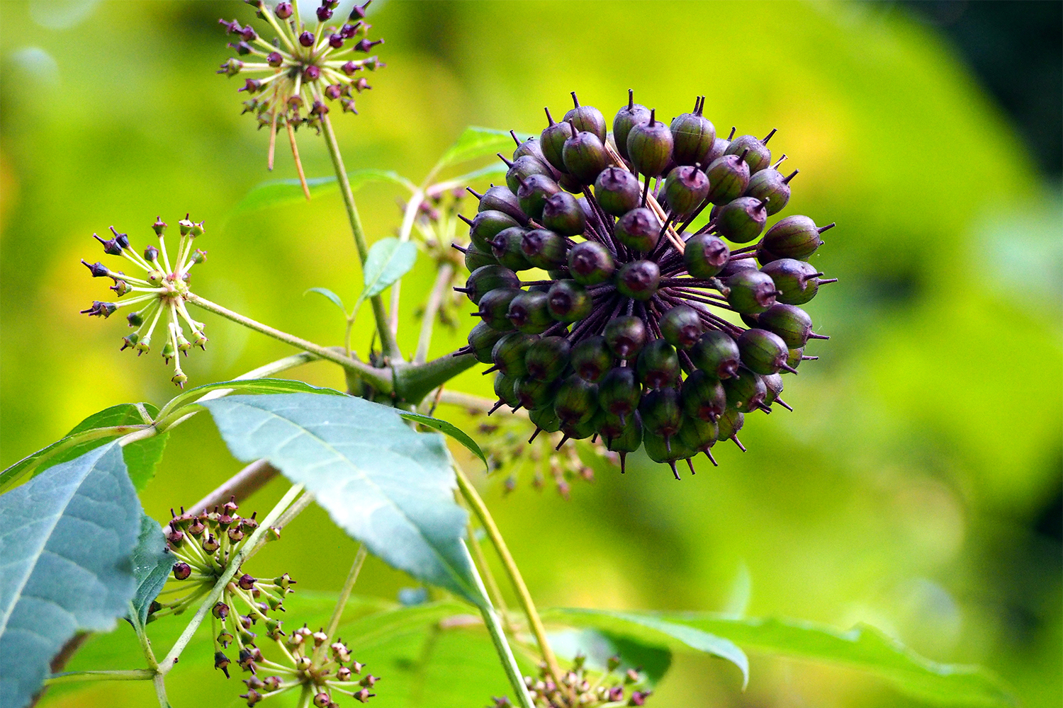 The berry of eleuthero growing in the wild