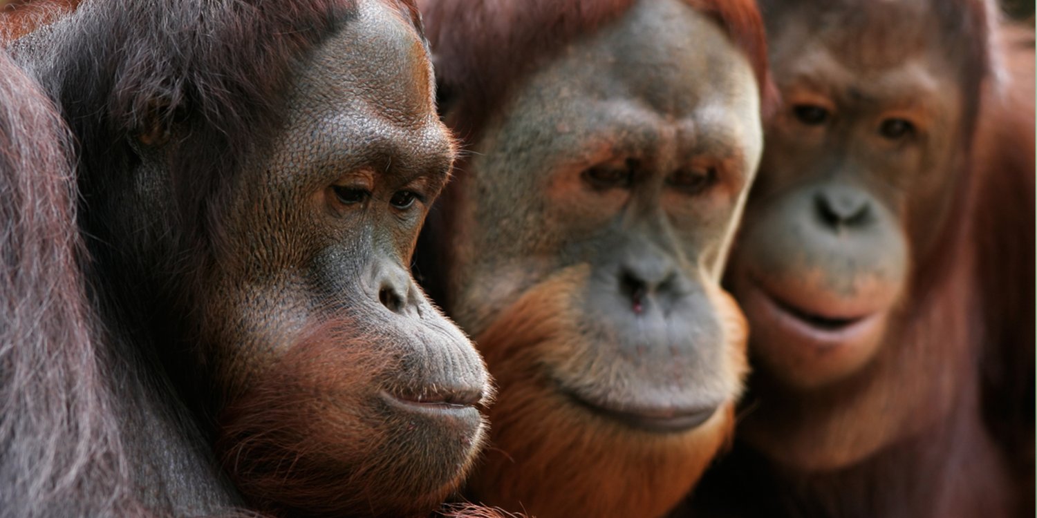 Apes